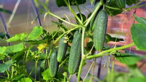 How to increase the yield of cucumber in half and extend the fruiting until the autumn.