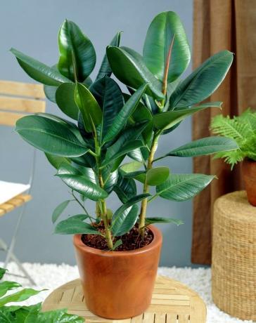 Saturated green Ficus Elastica positive effect on the human psychological condition