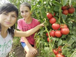 Tomatoes in the garden will not fatten and increase the fruits. 4 superprioma!