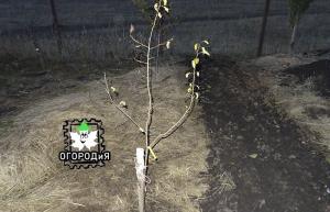 Planting a pear instead of living dead, an important nuance