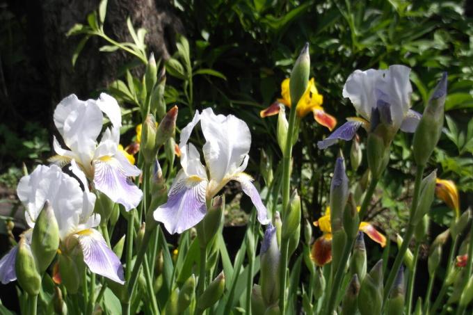 Bearded irises like to bask in the sun. Photo by the author (s)