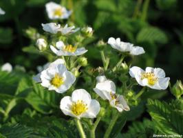 What should be done during flowering strawberries