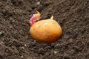 The battle for the harvest: how to plant potatoes