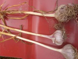 Garlic dry the winter after the harvest. Save up to spring