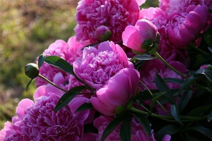Beautiful peonies. Photos from the site dm-st.ru