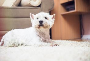 Pets against rugs: preserve the floors in excellent condition.