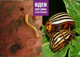 Remedy for wireworms, Colorado potato beetle, aphids
