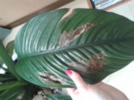 How to get rid of black spots and yellowing leaves from the Spathiphyllum: Grow beautiful flower