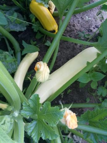 Bushes courgettes can be thinned to a greater and better access to air provetrivaemosti.