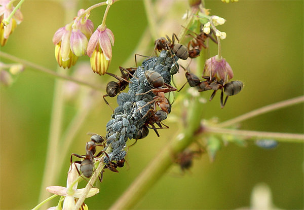 Aphids and ants - frequent companions of each other! Photo for the article taken from the free internet access.