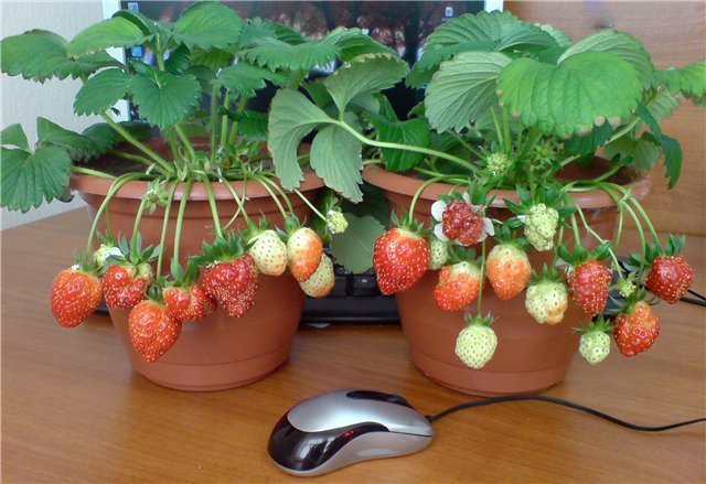 EXAMPLE potted strawberry. Photos for publication are taken from the internet