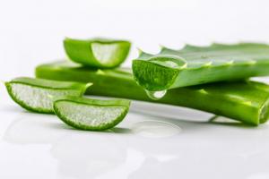 Medicinal properties and contraindications Aloe