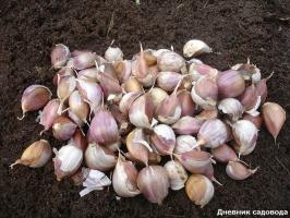 Process garlic before planting