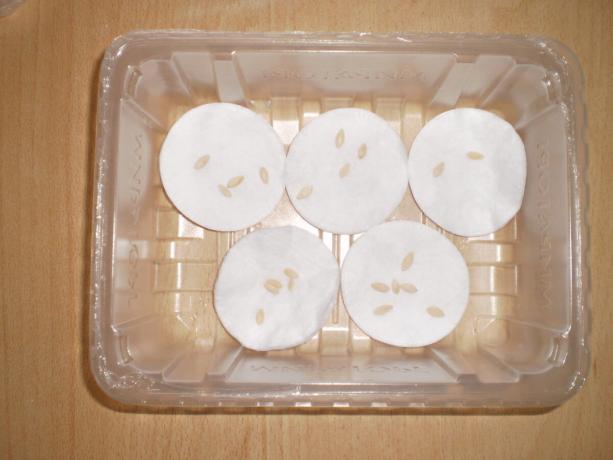 Placing cucumber seeds on cotton pads.