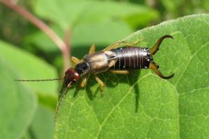 Earwigs or diplura devour seedlings. What to do?