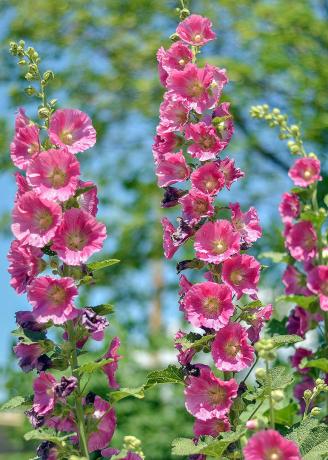 Blooming pink mallow