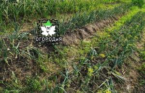 Is there any benefit from tracks with weeds