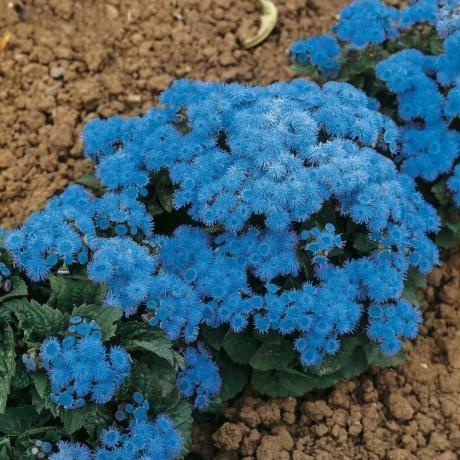 Blooming ageratum (variety: "blue ball"). Photo from the Internet
