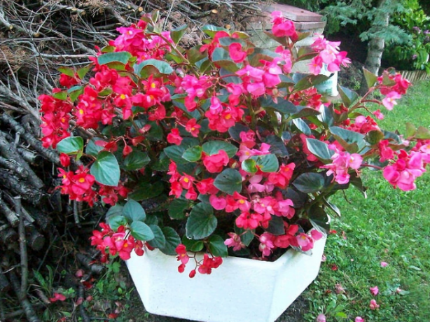 Begonia in flowerpot