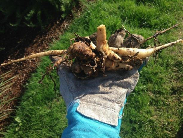Digging out dahlias for the winter (photo - mikesbackyardnursery.com)
