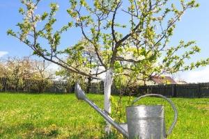 Spring fertilizing apple trees for abundant fruiting.