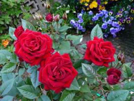 How to prepare roses for winter. 4 Required for successful reception hibernation.