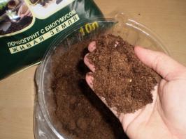 How to strengthen the development of the root system of seedlings