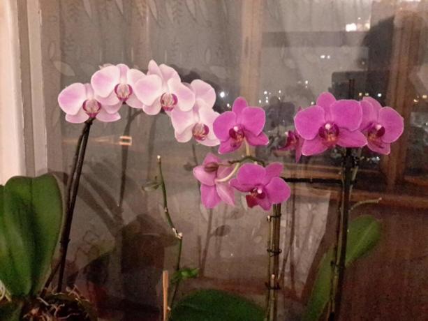 Part of my collection of Phalaenopsis in an apartment. I bathe them dip!