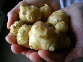 Jerusalem artichoke - the good or harm