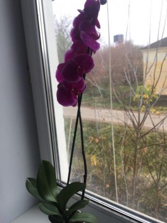 After proper fit my orchid immediately blossomed