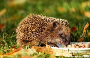 How to lure suburban area hedgehog