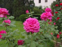 May: what to feed roses for lush flowering?