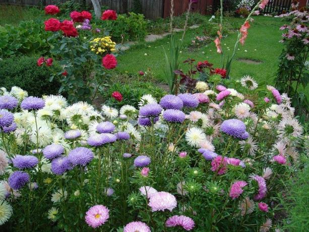 Asters occupy a worthy place in the garden, delighting the eye to the end of autumn