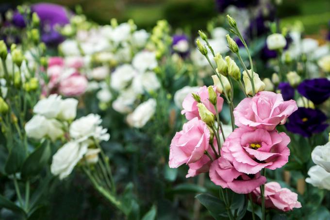 There is no doubt: Eustoma (lisianthus) - delicate decoration of gardens. Photo: Yandex. Pictures