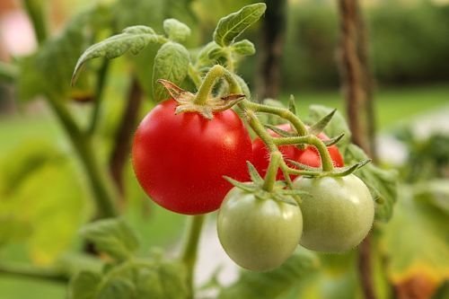 Winter tomatoes ideal for salads, but poorly kept. It is better to immediately submit them to the table - taste and smell great!