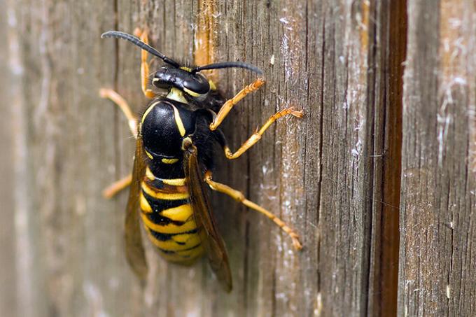 How to get rid of the wasps, if the hive could not be found? | ZikZak