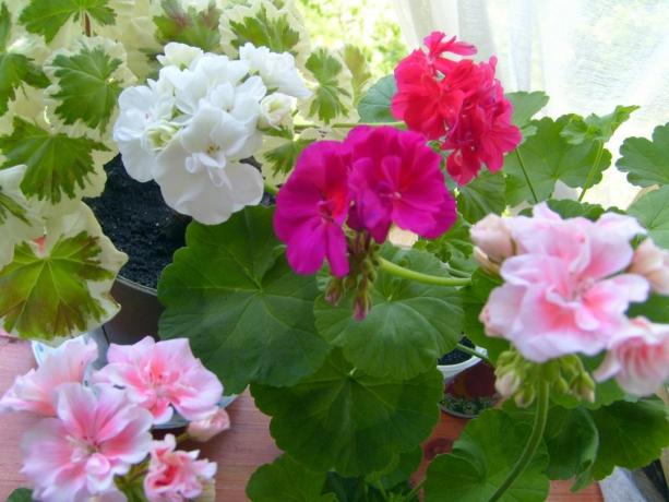 Choose plants with different colors and start: get the magic! Images for this article are taken from the internet