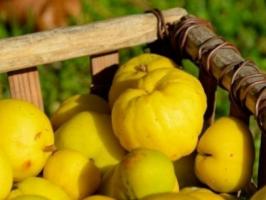 Quince. Useful properties and contraindications