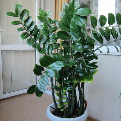 If your dollar tree grows very slowly, do not despair: it is a feature of the indoor plants.