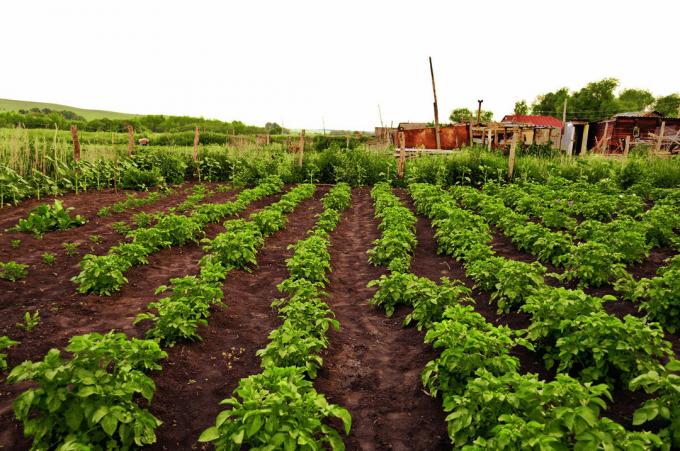 Potato plantation - a typical attribute of the Russian backyard! Photo for the article are taken from the Internet