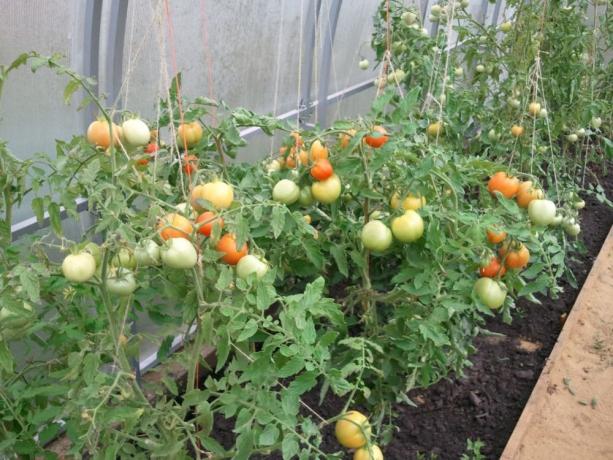 Tomatoes in a greenhouse