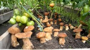 Mushrooms on a summer cottage, a simple method of growing.