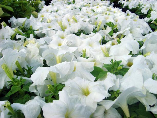 Petunia varieties Ramblin White (photo - Internet)
