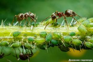 Getting rid of ants with iodine