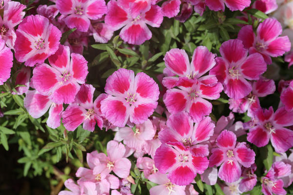 Bright pink flowers godetsii