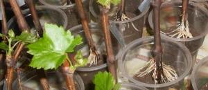 February - it's time to rooting cuttings of grapes. How to root the cuttings.