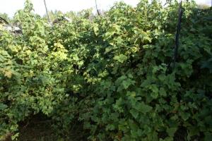 Rejuvenation blackcurrant autumn: what to do for an abundant harvest