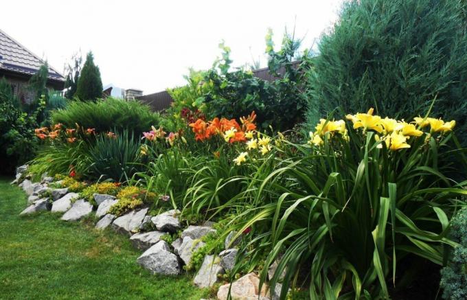 Beautiful flower bed along the fence: daylilies in harmony with larger neighbors