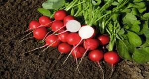 As I grow radishes early in April.