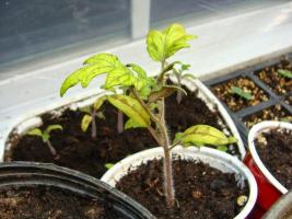 5 reasons why seedlings turned yellow, and what to do with it